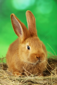 Young red rabbit in hay on green background